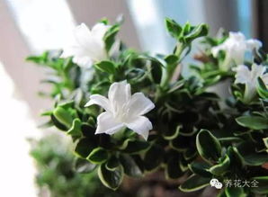 南北养护对照表