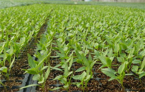 多菌灵：辣椒种植的好帮手