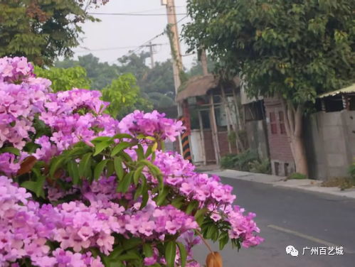 常见的攀爬类植物