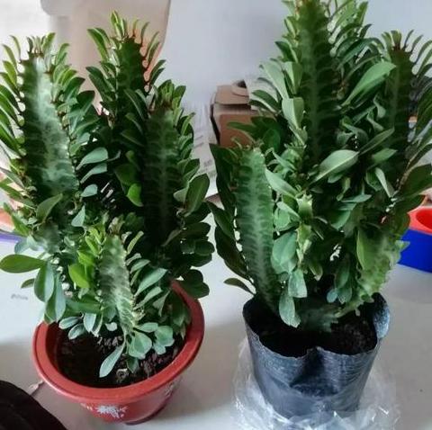 盆栽龙骨根腐了如何挽救