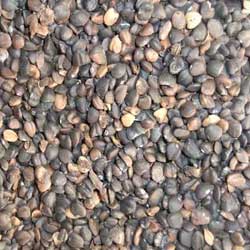 玉兰种子宜采用低温湿沙藏,以模拟自然环境促使来年种子发芽整齐.因玉兰种子脂肪含量较高,啮齿类动物如松鼠等极为喜食.