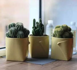 薄荷，清新厨房好伙伴