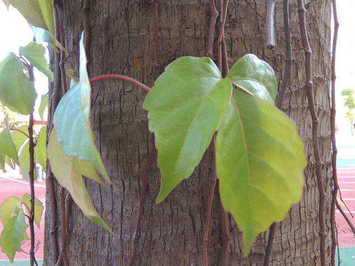 爬山虎的吸盘之谜：不定根还是变态茎？