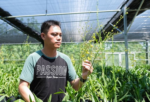 如何科学养护让兰花长得好？