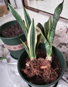 冬天适合给虎皮兰换盆吗？虎皮兰在冬季换盆需要注意什么
