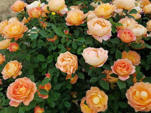 花盆里加点蚯蚓粪、 西红柿