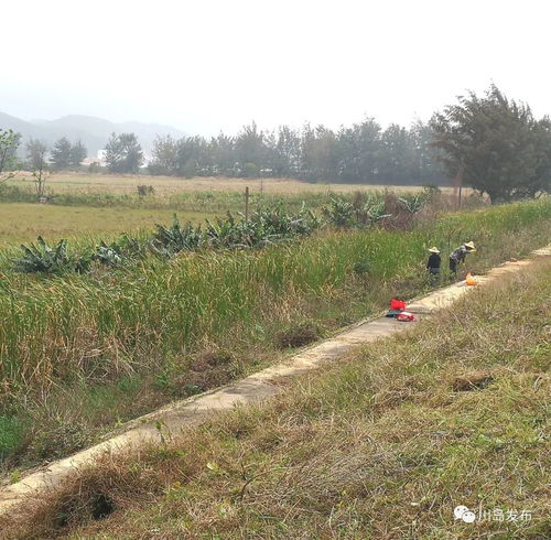 杂草疯长怎么办？妙招来帮忙