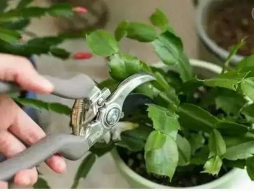 修剪技巧， 让植物保持优雅身姿