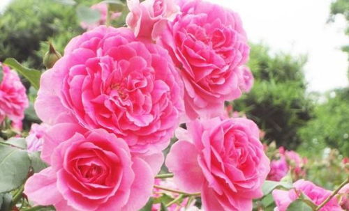 月季花和玉簪花