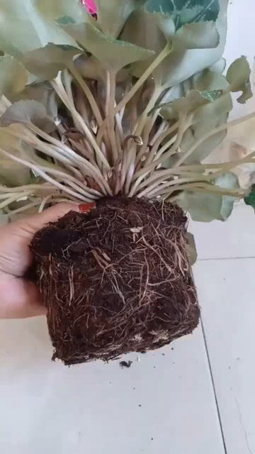 花草浇多了水怎么办？如何补救