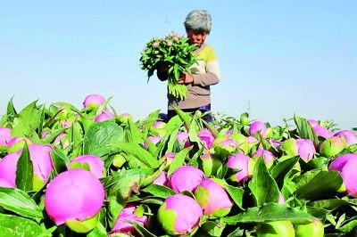 “农村种植致富新宠，这几种植物销路广