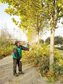 冬季来临，植物如何平安越冬？