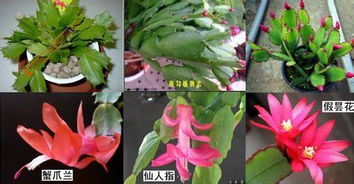 假昙花与蟹爪兰，究竟有何不同