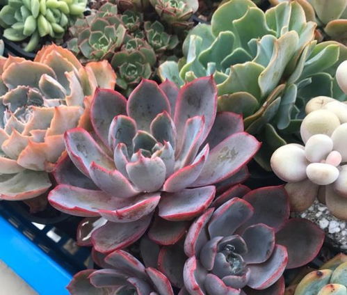 多肉植物如何彻底清理？清洁后如何避免病虫害