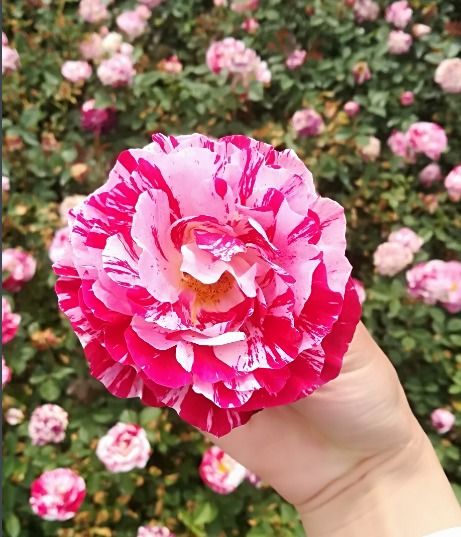 欧月是玫瑰还是月季？