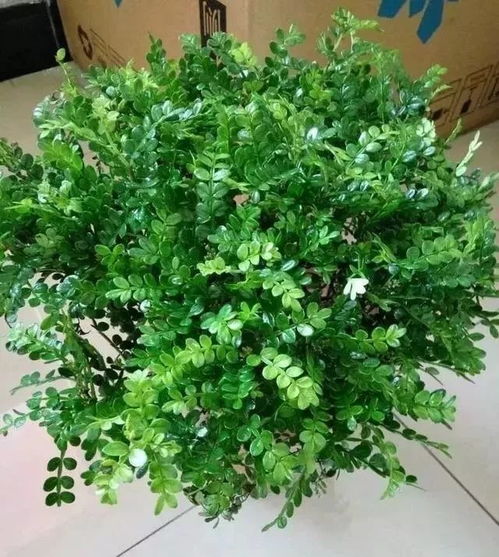 院子里种什么树合适？这几种绿植一定有你喜欢的