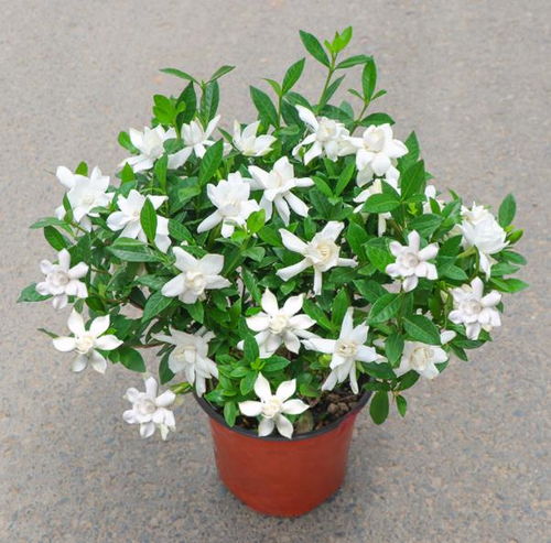 栀子花修剪后能否再开花？揭秘春季养护秘诀！