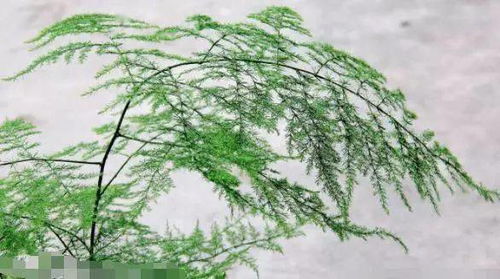 文竹开花臭味之谜，为何如此刺鼻