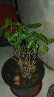 茉莉叶子干枯的困扰