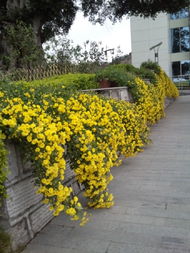 青岛农业大学的小妙招