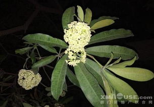 搞不清品种怎么办？