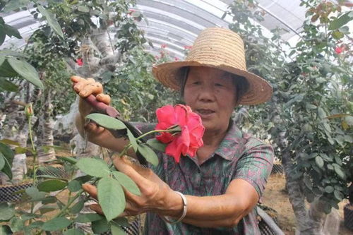 古桩月季树夏季修剪小窍门