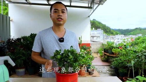 夏天长寿花叶片变小、变软，如何避免