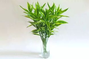 摇钱树：招财进宝