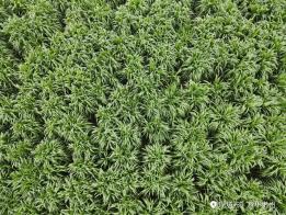 接下来 我给大家推荐几个种植效益好的草种