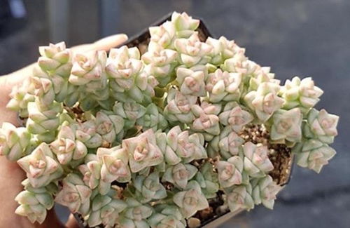 生石花虽小，却无臭味