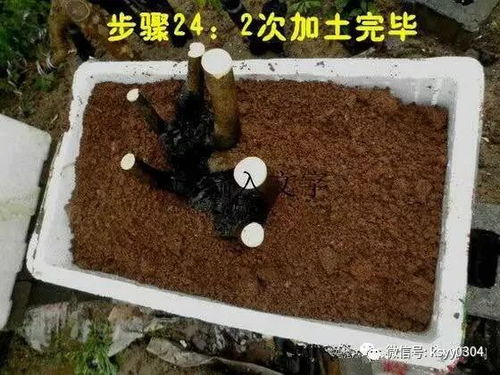 赤霉素浓度的生死线：新手蕞容易犯的错误