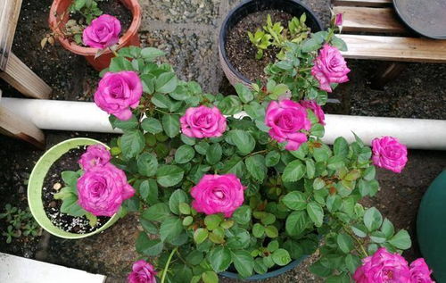 探秘冥王星月季：花期长，气候适应多