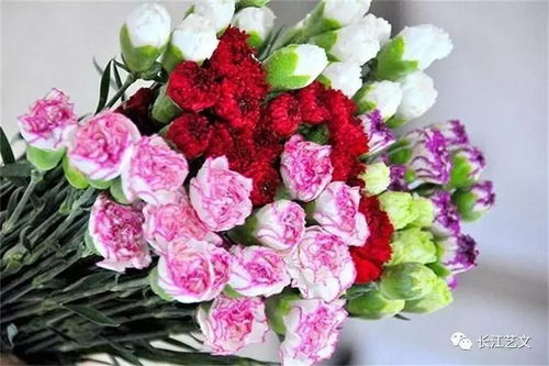 教师节送什么花合适？康乃馨最能表达敬意