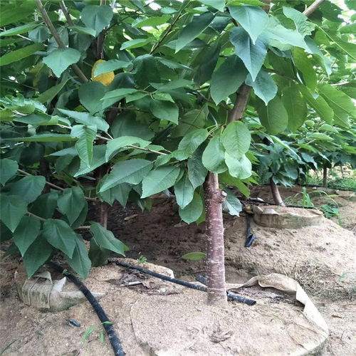 品种多， 价格自然就不同了