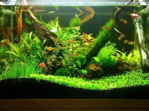 鱼缸水浇花？换水新技巧，花卉养护必备！