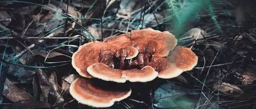 木灵芝功效有哪些？看完这篇你就全懂了