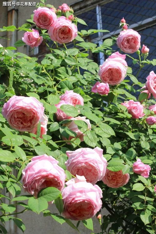 疯长藤本月季品种大盘点，打造美丽花墙秘籍！