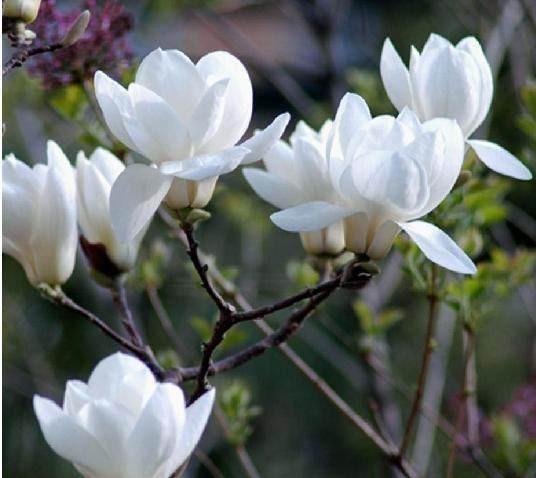 白花图鉴：与玉兰相似的花朵