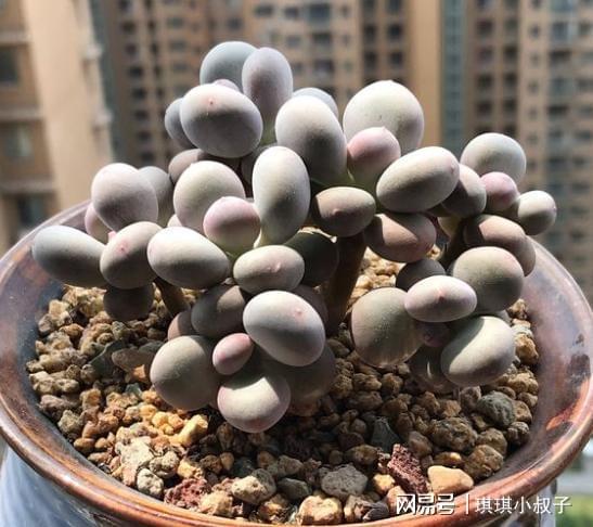 脱盆大法，拨开泥土，一堪究竟！