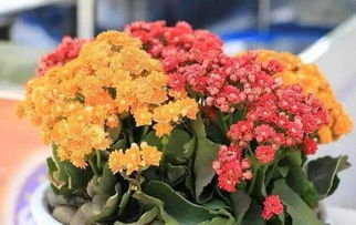 春季插活，成活率高