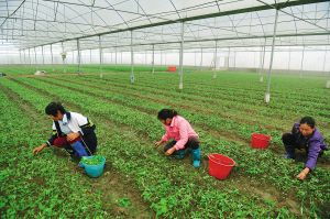 农民们开始忙碌