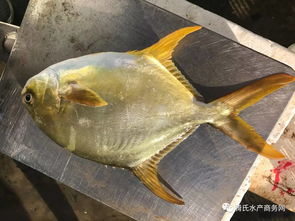 金鲳鱼大号饲料颗粒在成鱼阶段投喂时如何根据鱼的生长阶段和摄食习性精准调整投喂技巧？