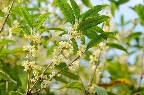 石楠花，坚韧不拔