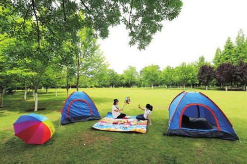 草坪枯黄的原因探究