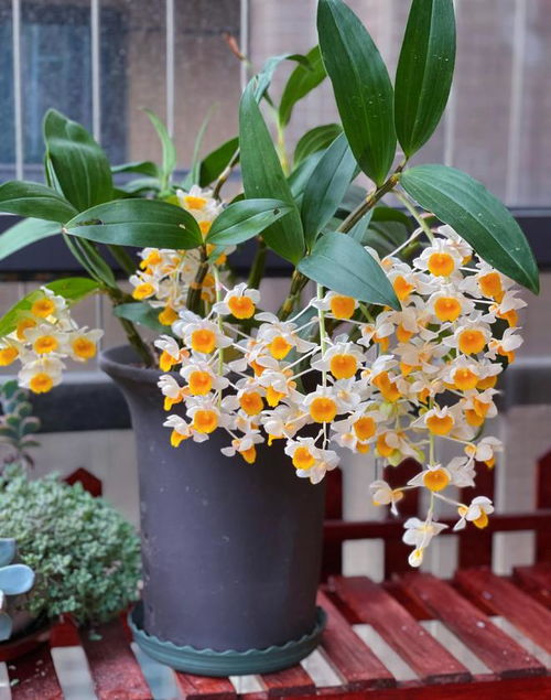 春季常见花卉图鉴中，哪种花卉适合新手种植且观赏价值高？