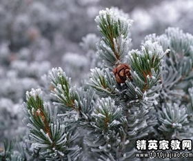 雪松的理想家园在哪里