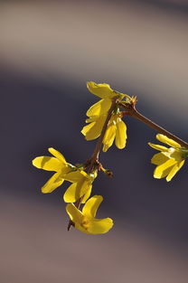 连翘花：花中的小勇士