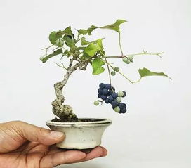 盆栽艺术：一场惯与生命的匠心之旅