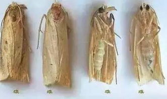 规格不同， 价格也不同