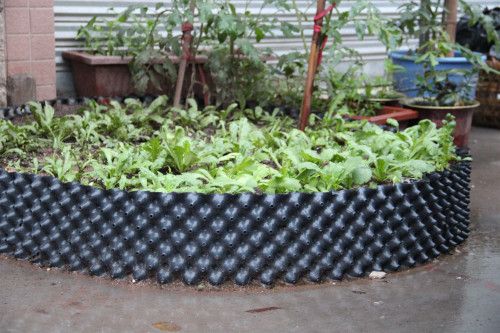 大容器育苗技术：南阳果树苗的未来之星